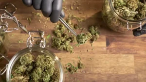 sto-su-cbd-cvjetovi-01